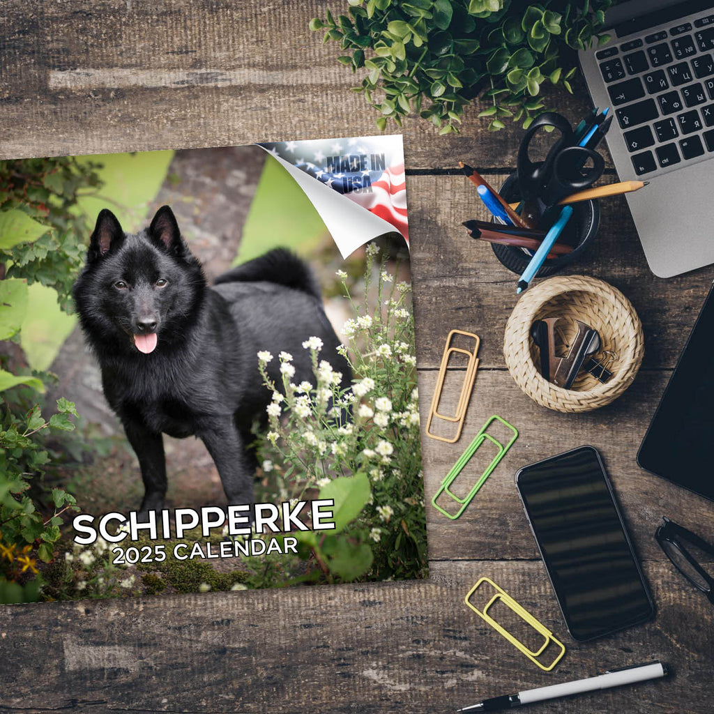 Schipperke Wall Calendar 2025