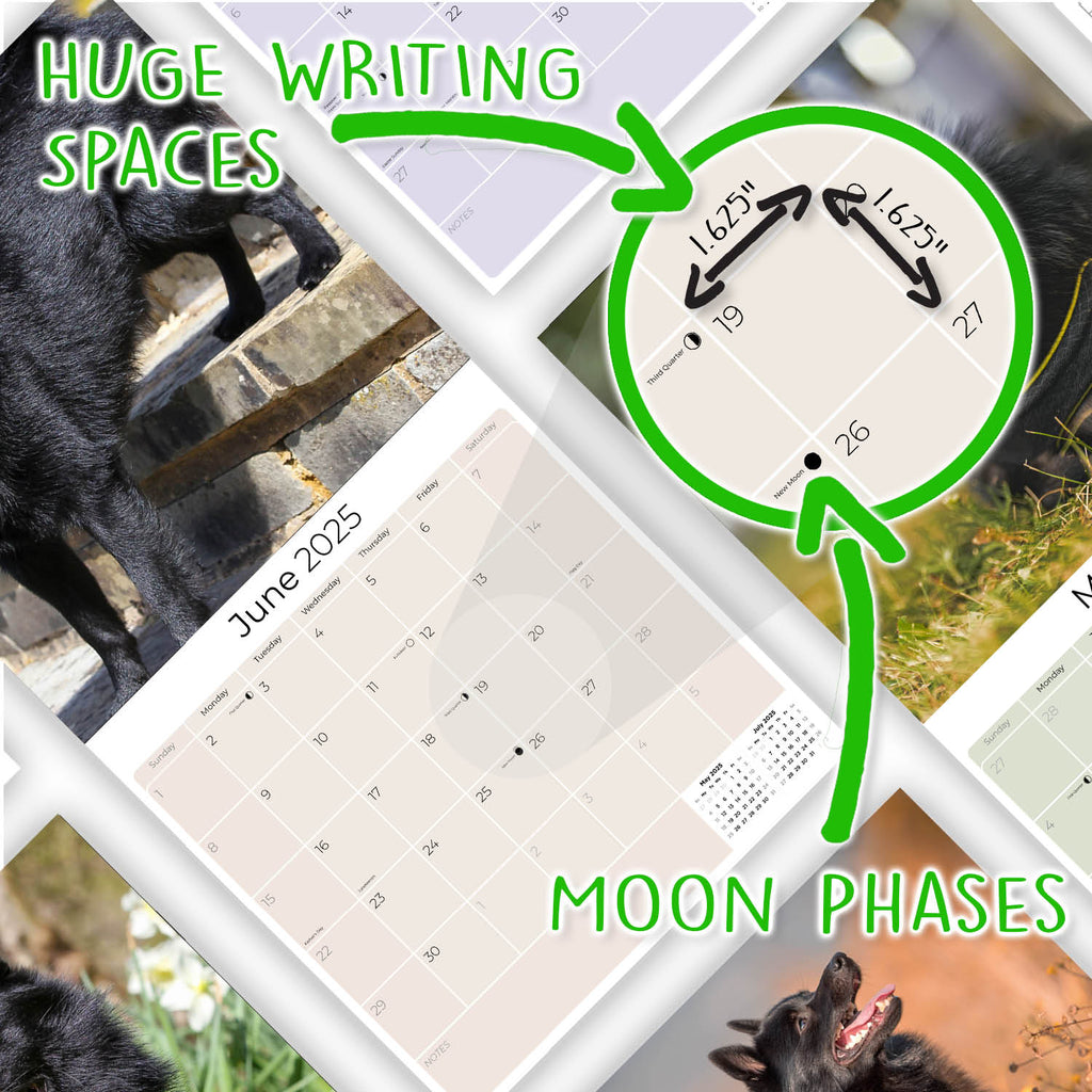 Schipperke Wall Calendar 2025