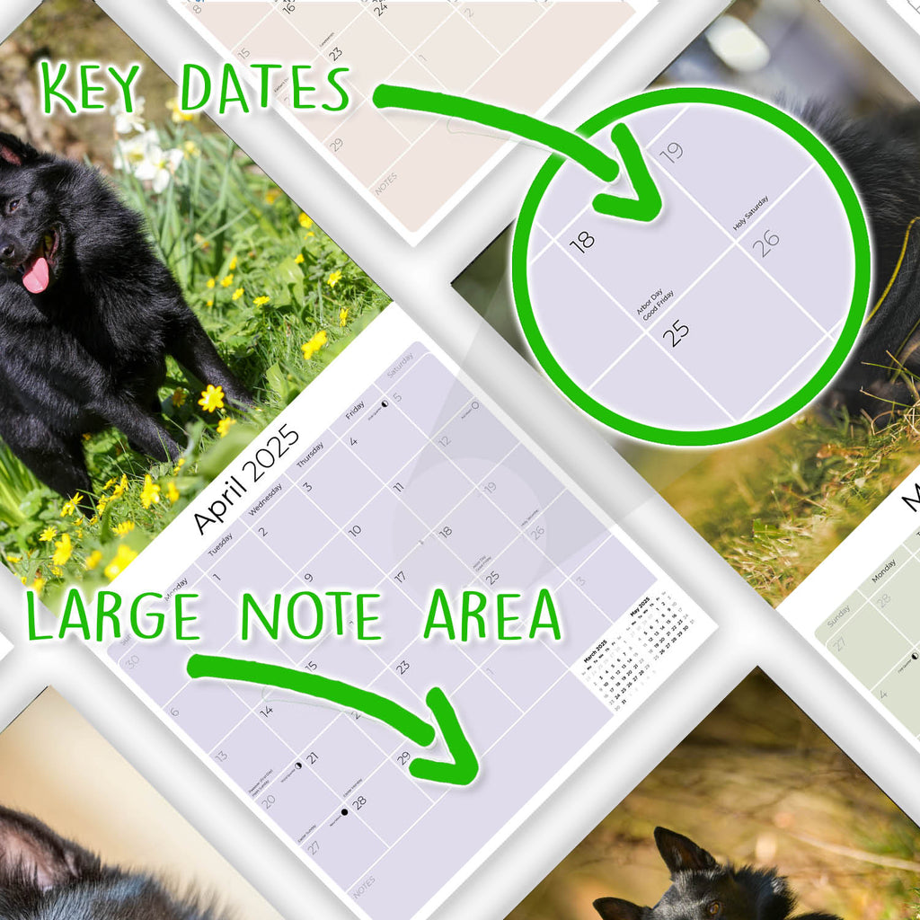 Schipperke Wall Calendar 2025