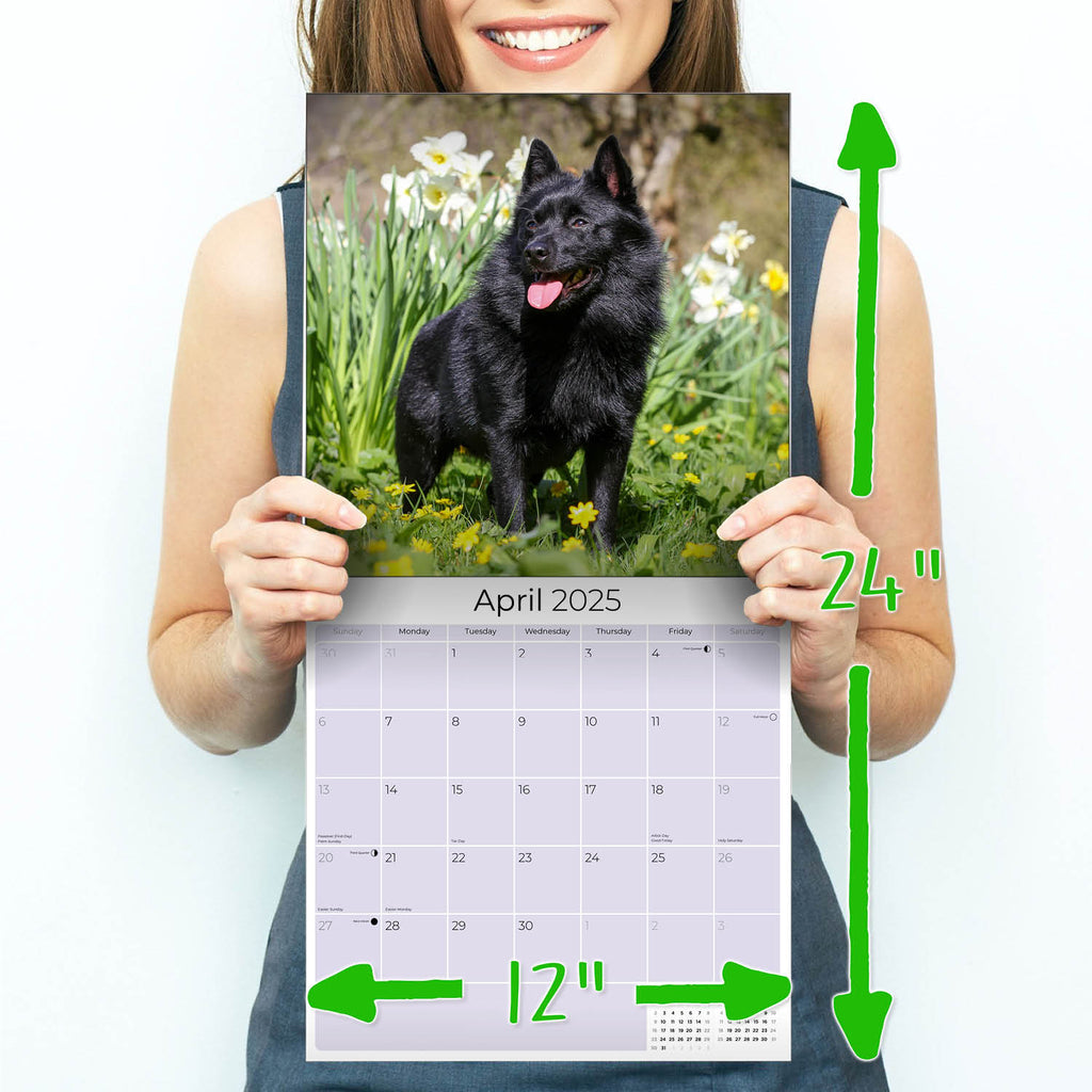 Schipperke Wall Calendar 2025