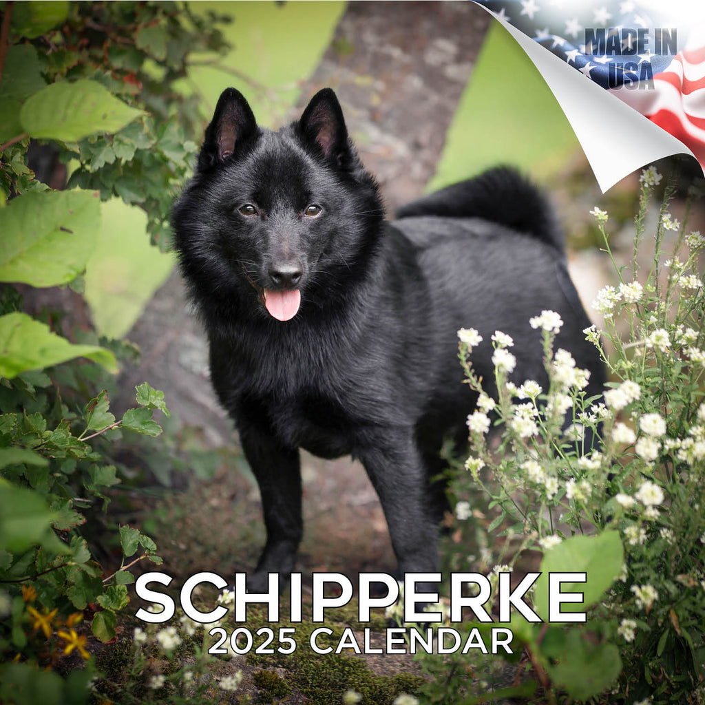 Schipperke Wall Calendar 2025