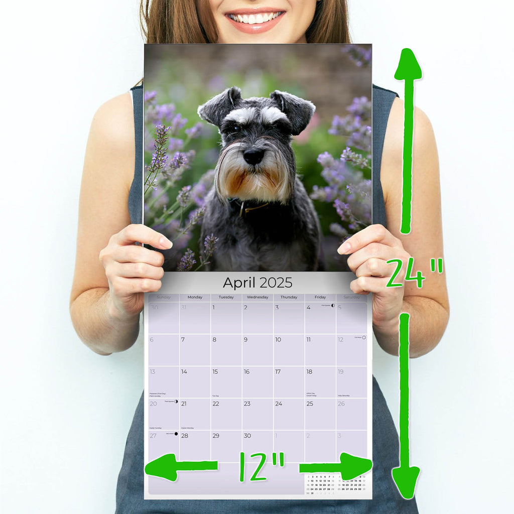 Schnauzer Miniature Wall Calendar 2025