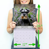 Schnauzer Miniature Wall Calendar 2025
