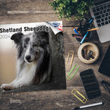 Shetland Sheepdog Wall Calendar 2024