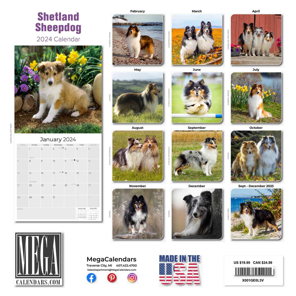 Shetland Sheepdog Wall Calendar 2024