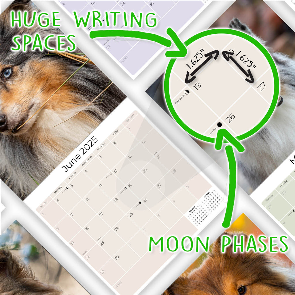 Shetland Sheepdog Wall Calendar 2025