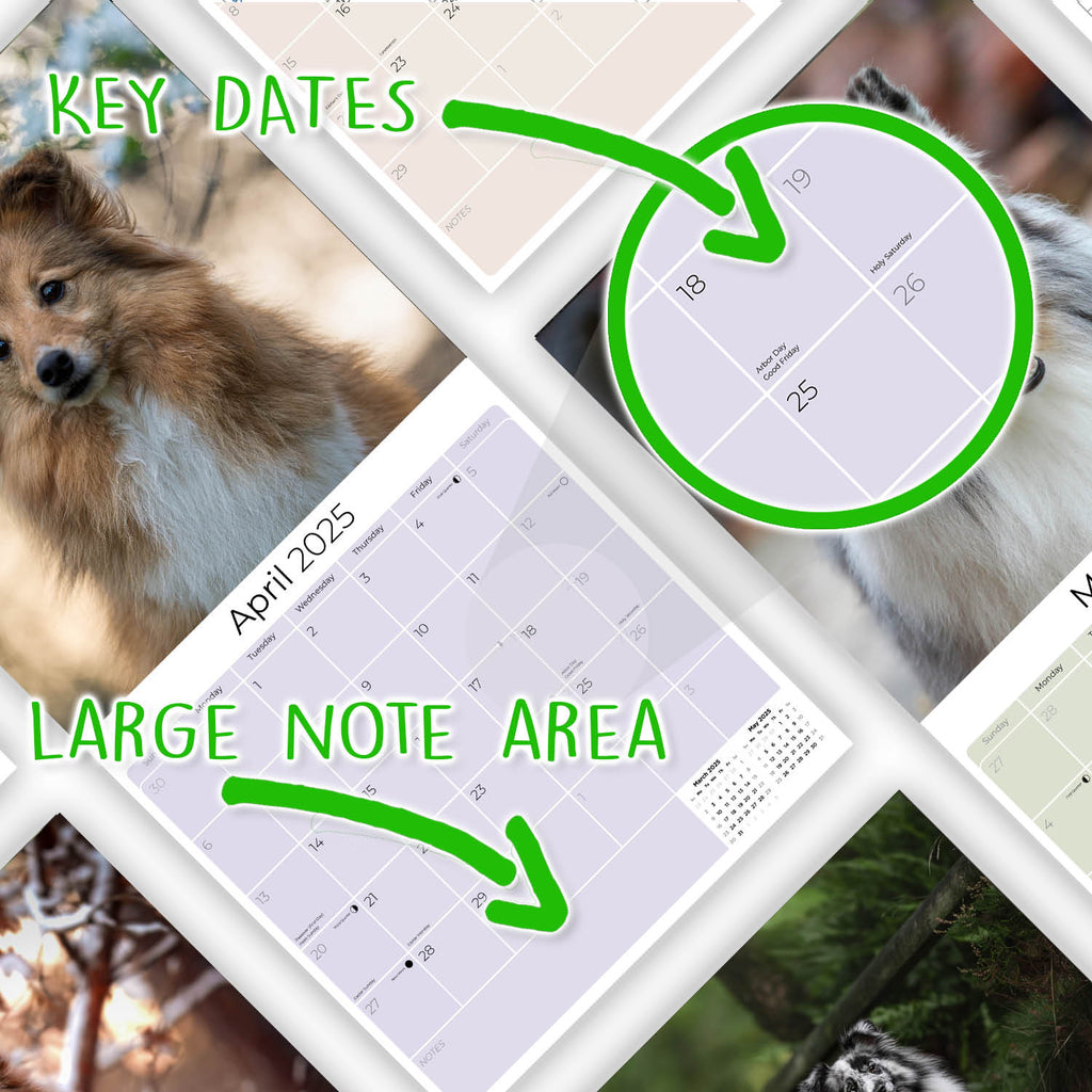 Shetland Sheepdog Wall Calendar 2025