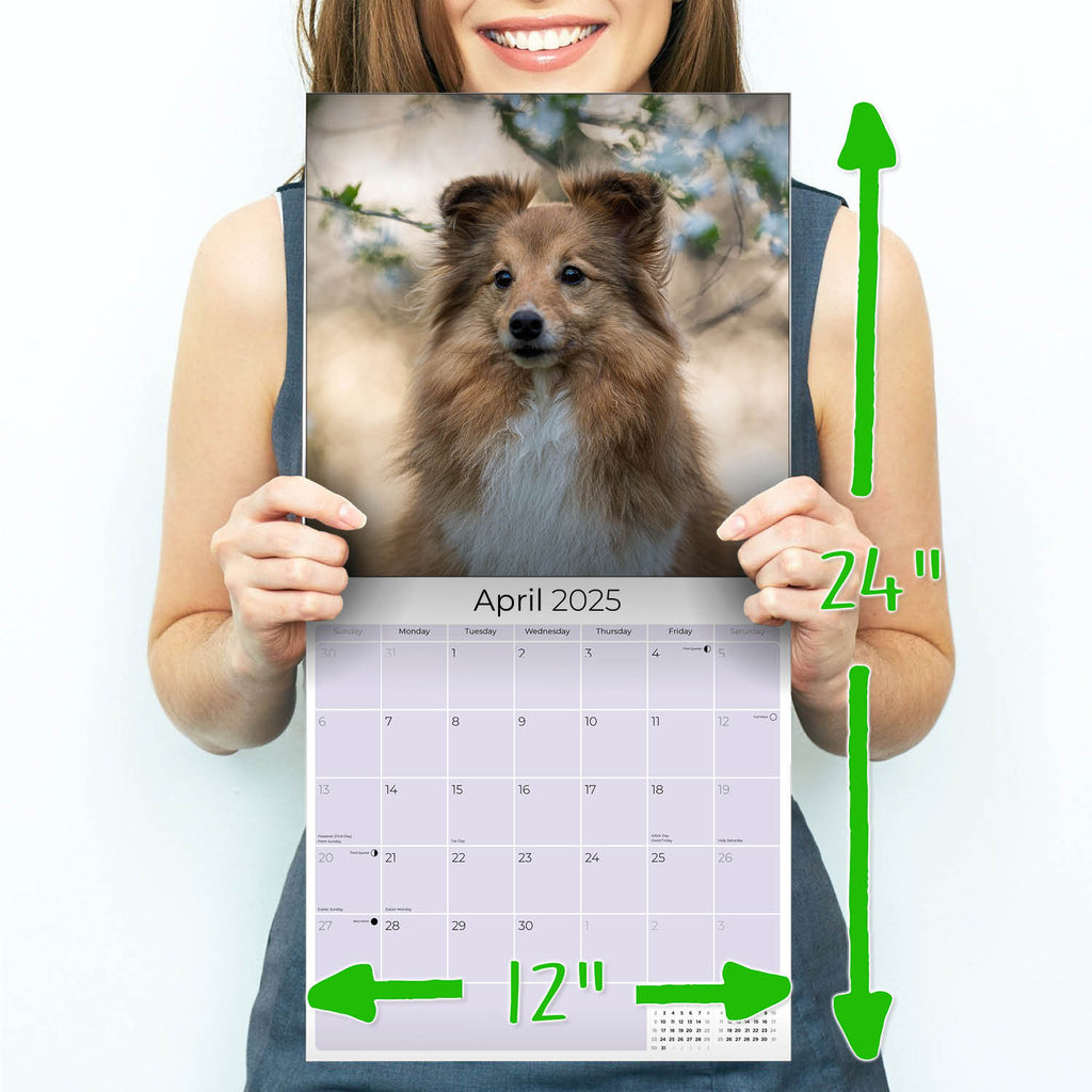 Shetland Sheepdog Wall Calendar 2025