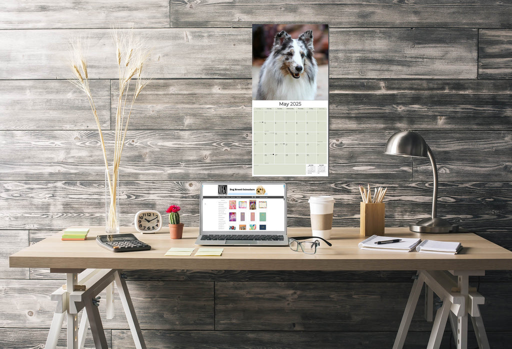 Shetland Sheepdog Wall Calendar 2025