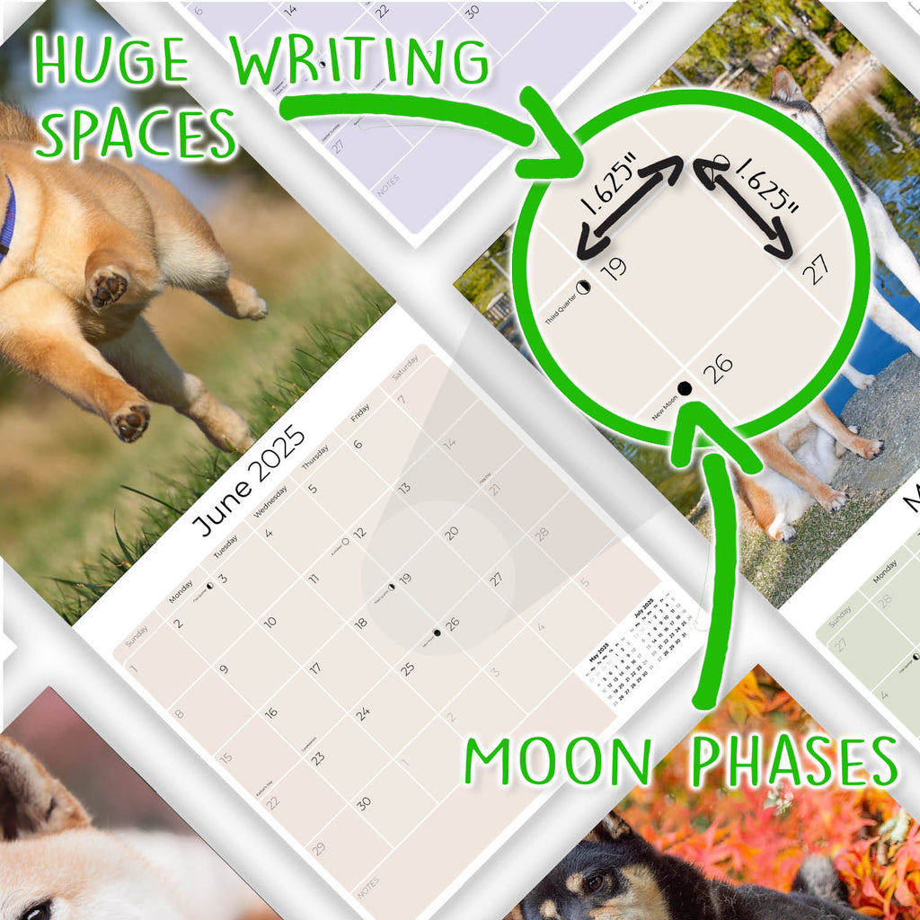 Shiba Inu Wall Calendar 2025