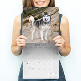 Siberian Husky Wall Calendar 2024