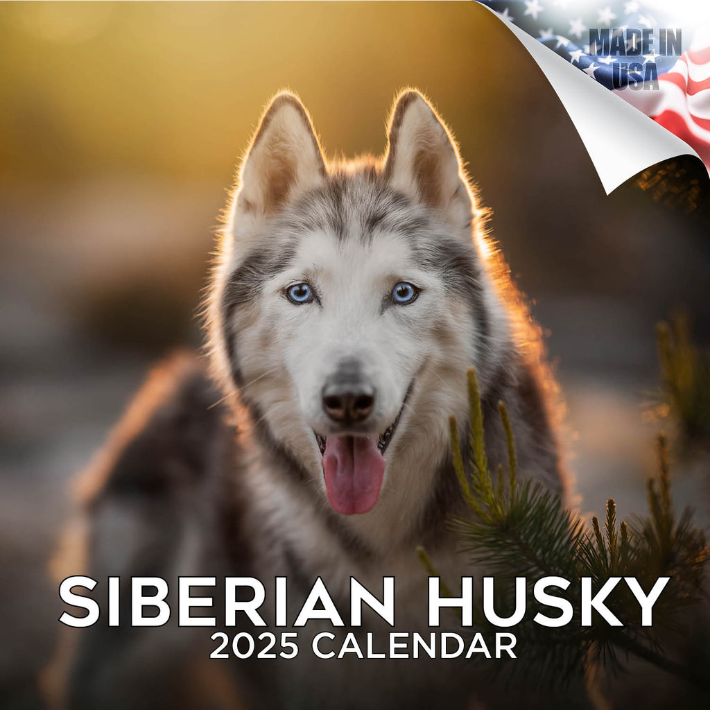 Siberian Husky Wall Calendar 2025