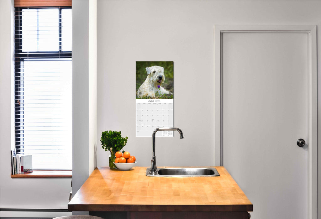 Softcoat Wheaten Terrier Wall Calendar 2024