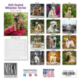 Softcoat Wheaten Terrier Wall Calendar 2024