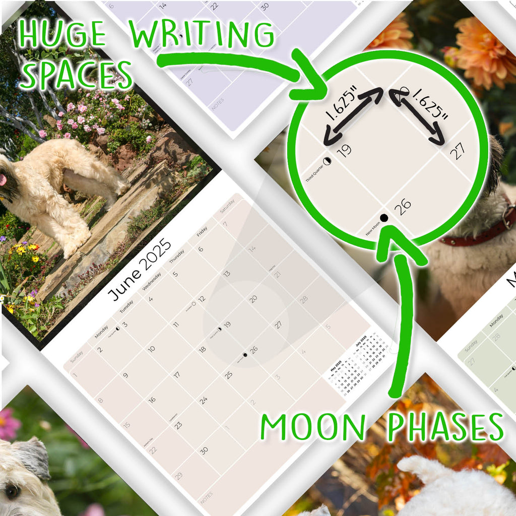 Softcoat Wheaten Terrier Wall Calendar 2025