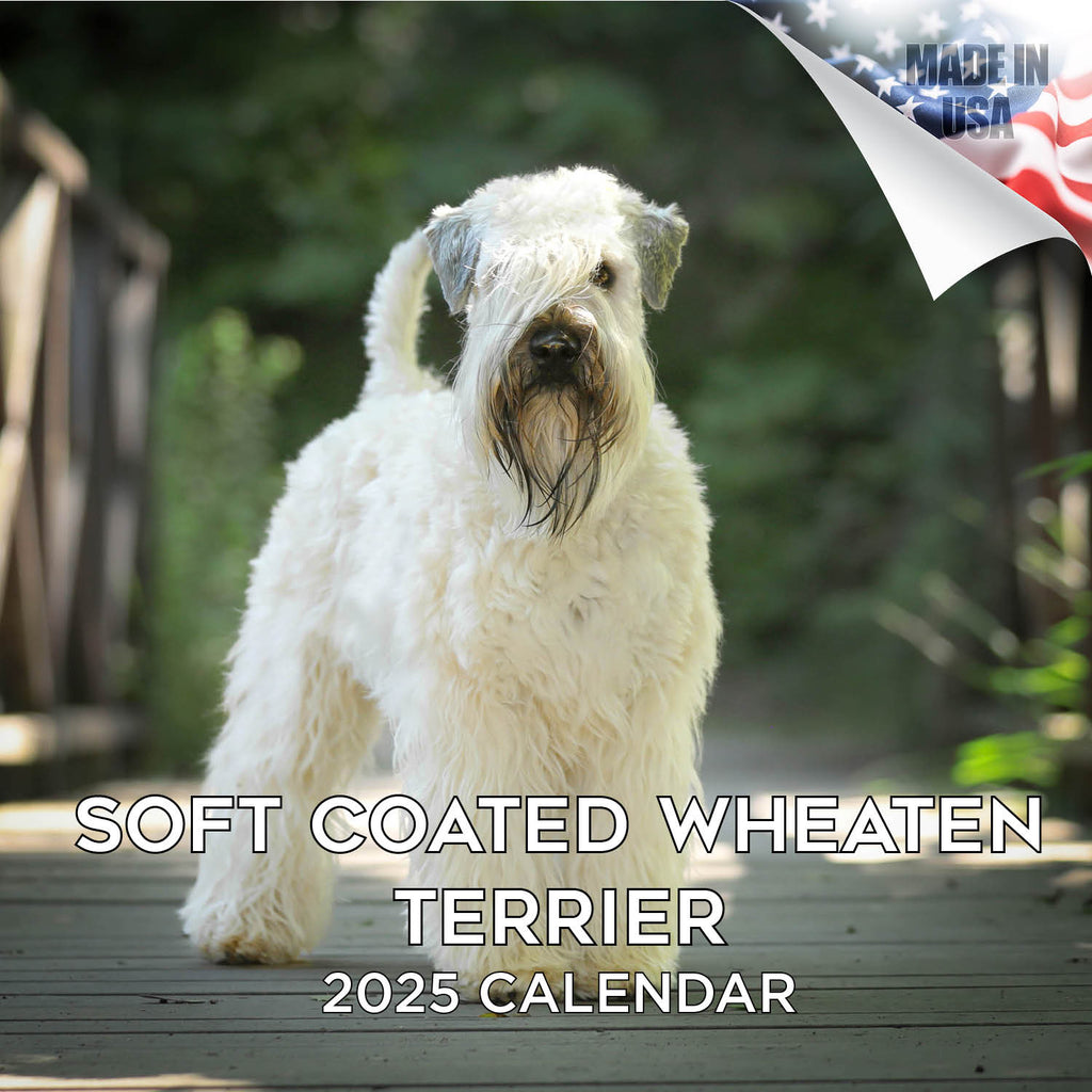 Softcoat Wheaten Terrier Wall Calendar 2025