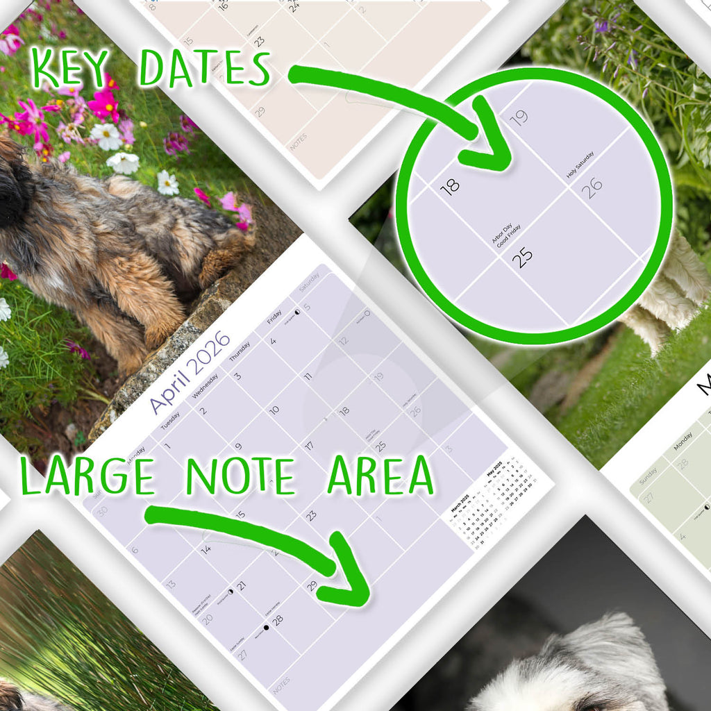 Tibetan Terrier Wall Calendar 2026