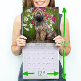 Tibetan Terrier Wall Calendar 2026