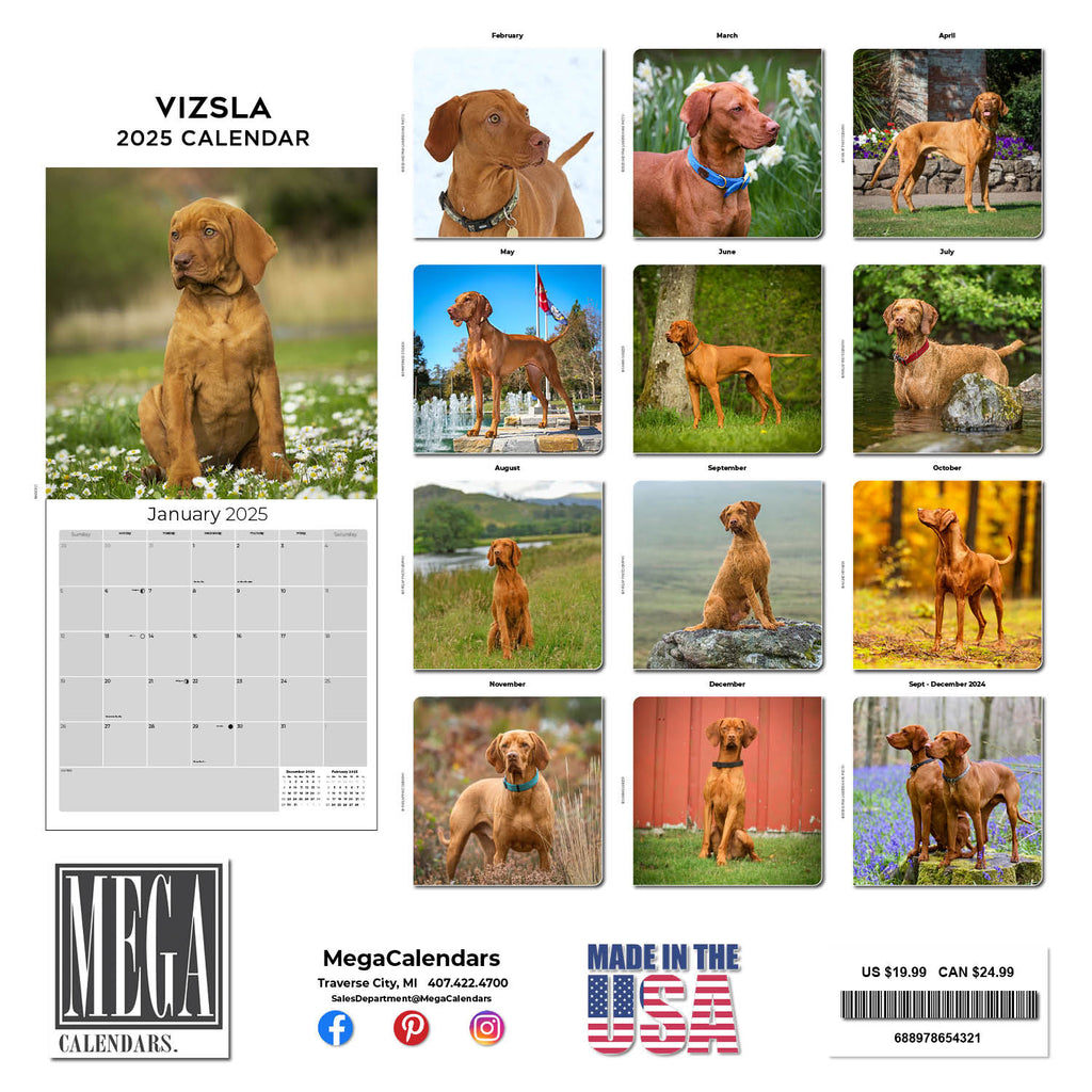 Vizsla Wall Calendar 2025