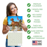 Vizsla Wall Calendar 2025