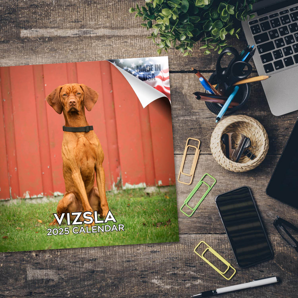 Vizsla Wall Calendar 2025