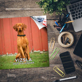 Vizsla Wall Calendar 2025