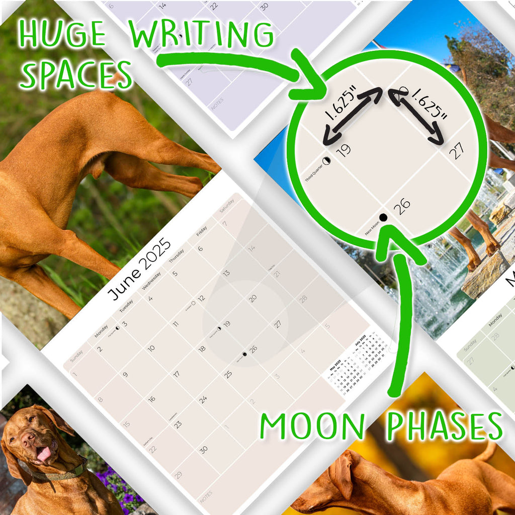 Vizsla Wall Calendar 2025