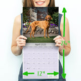 Vizsla Wall Calendar 2025