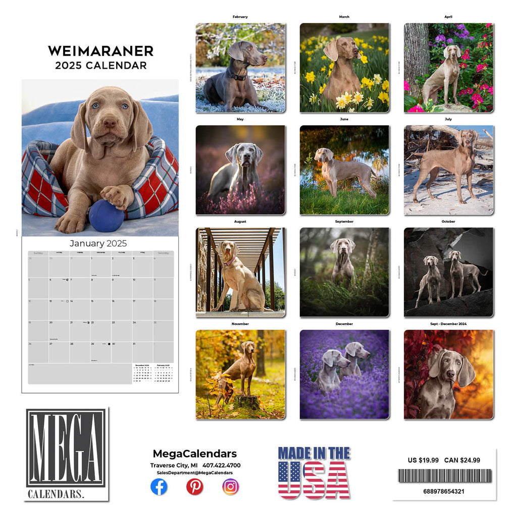 Weimaraner Wall Calendar 2025