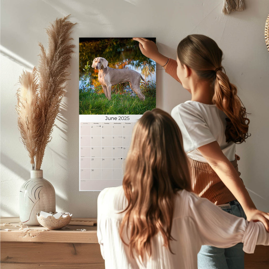 Weimaraner Wall Calendar 2025