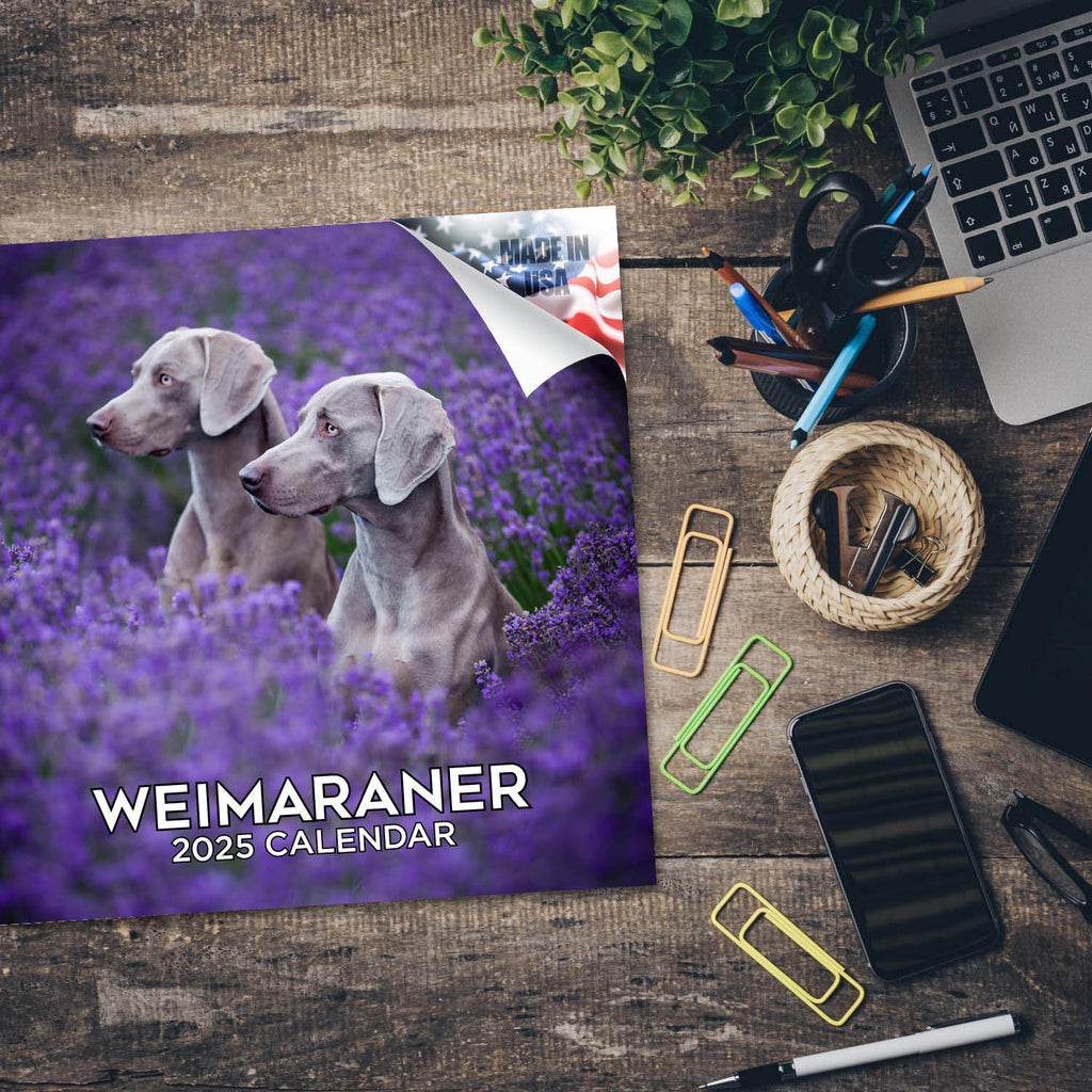 Weimaraner Wall Calendar 2025