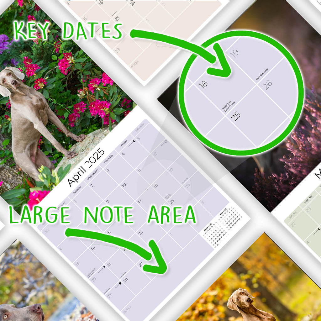 Weimaraner Wall Calendar 2025