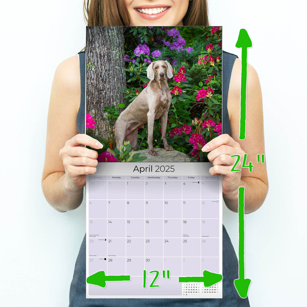 Weimaraner Wall Calendar 2025