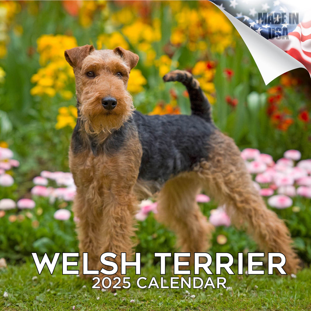 Welsh Terrier Wall Calendar 2025