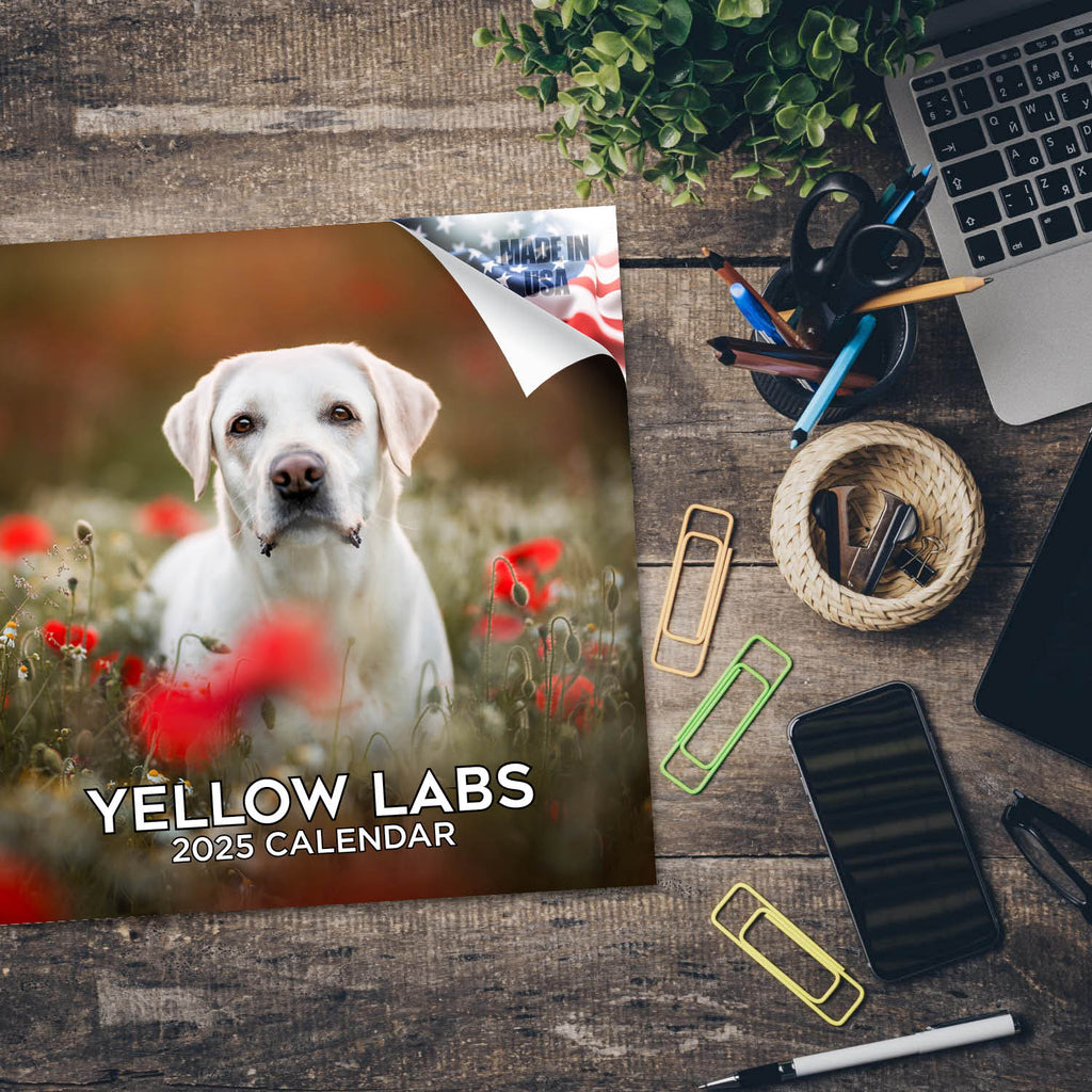 Labrador Ret (Yellow) Wall Calendar 2025