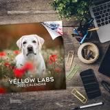 Labrador Ret (Yellow) Wall Calendar 2025