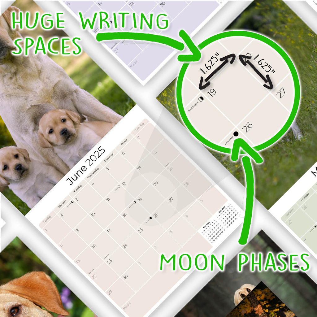 Labrador Ret (Yellow) Wall Calendar 2025