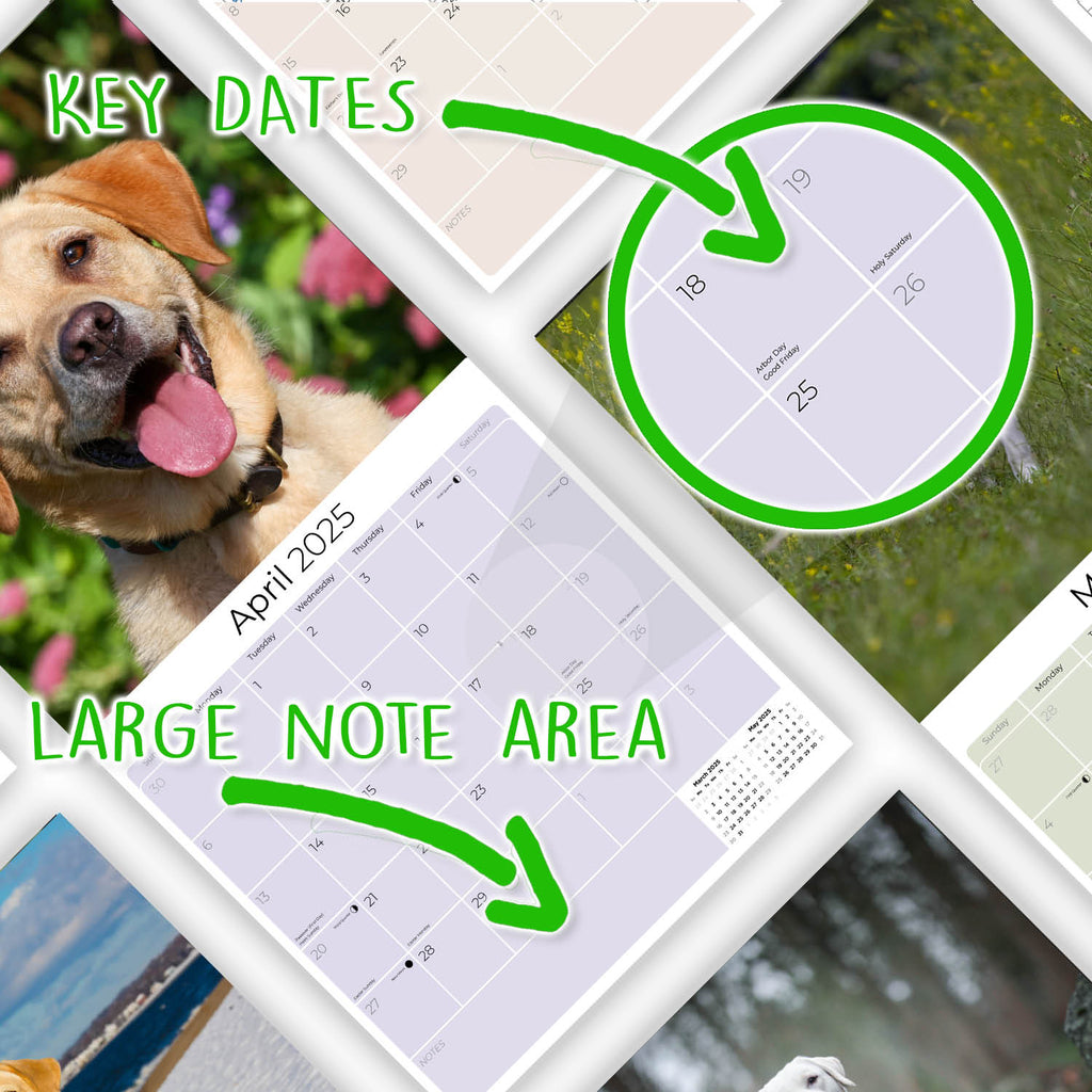 Labrador Ret (Yellow) Wall Calendar 2025