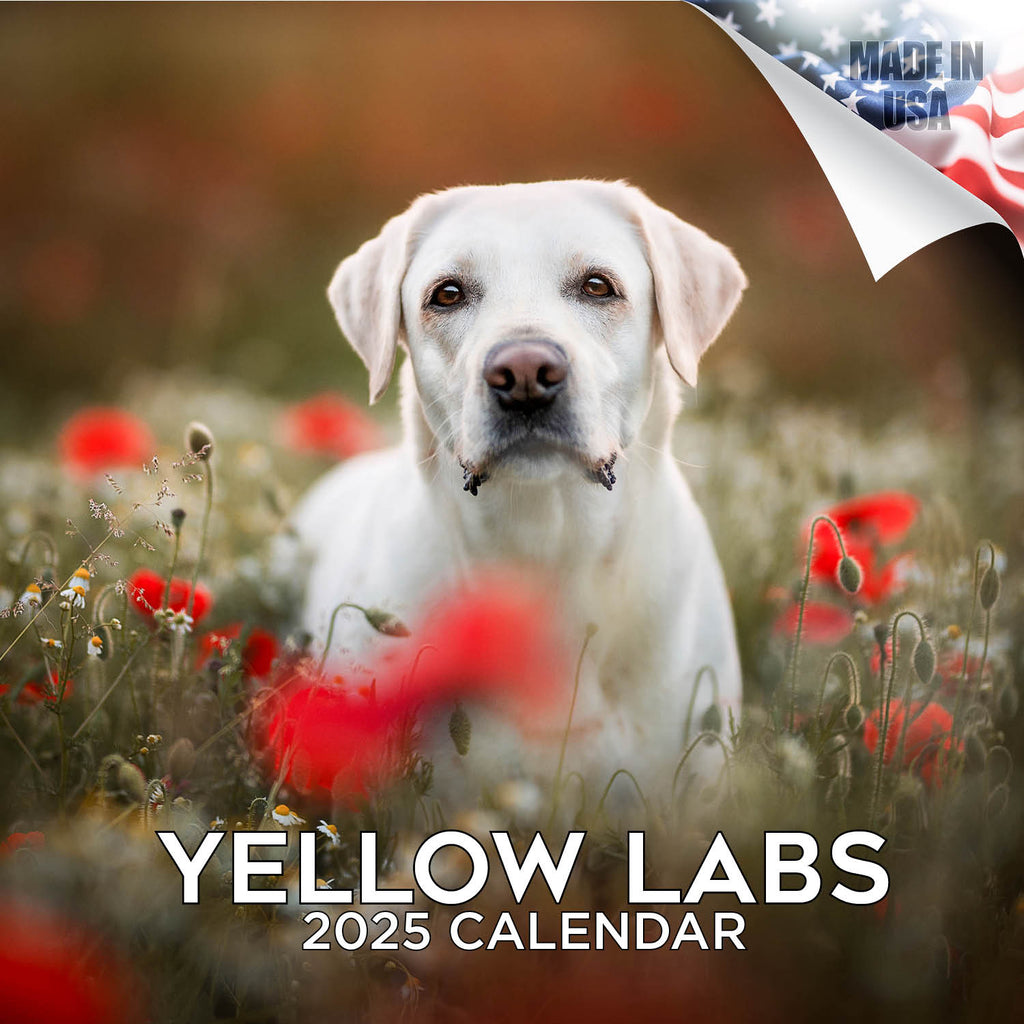 Labrador Ret (Yellow) Wall Calendar 2025