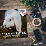 Lop Eared Rabbit Wall Calendar 2025