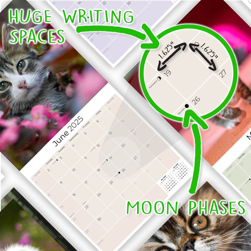 Kittens Wall Calendar 2025