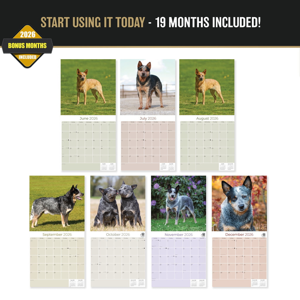 Blue Heeler Wall Calendar 2027 - 12" x 12" Monthly Quick Loyal Australian Herding Dog Breed Calendar