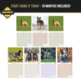 Blue Heeler Wall Calendar 2027 - 12" x 12" Monthly Quick Loyal Australian Herding Dog Breed Calendar