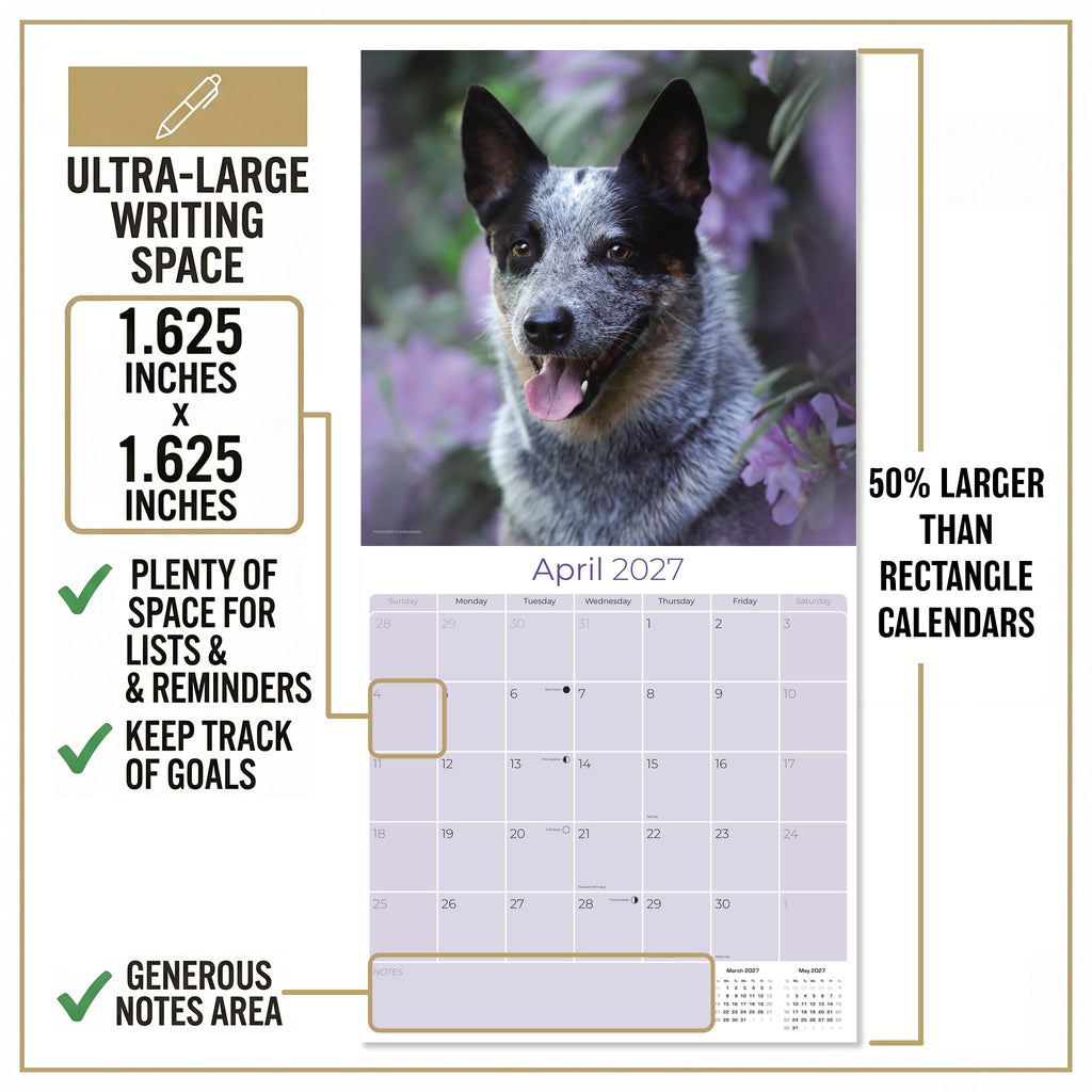 Blue Heeler Wall Calendar 2027 - 12" x 12" Monthly Quick Loyal Australian Herding Dog Breed Calendar