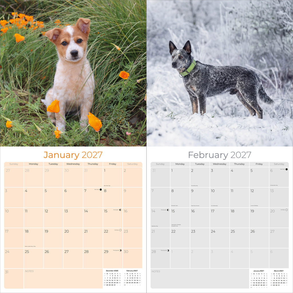 Australian Cattle Dog Wall Calendar 2027 - 12" x 12" 16-Month Intelligent and Resilient Dog Calendar