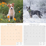 Australian Cattle Dog Wall Calendar 2027 - 12" x 12" 16-Month Intelligent and Resilient Dog Calendar