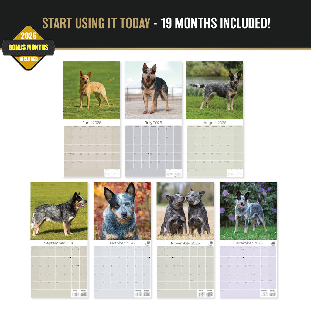 Australian Cattle Dog Wall Calendar 2027 - 12" x 12" 16-Month Intelligent and Resilient Dog Calendar