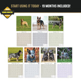 Australian Cattle Dog Wall Calendar 2027 - 12" x 12" 16-Month Intelligent and Resilient Dog Calendar