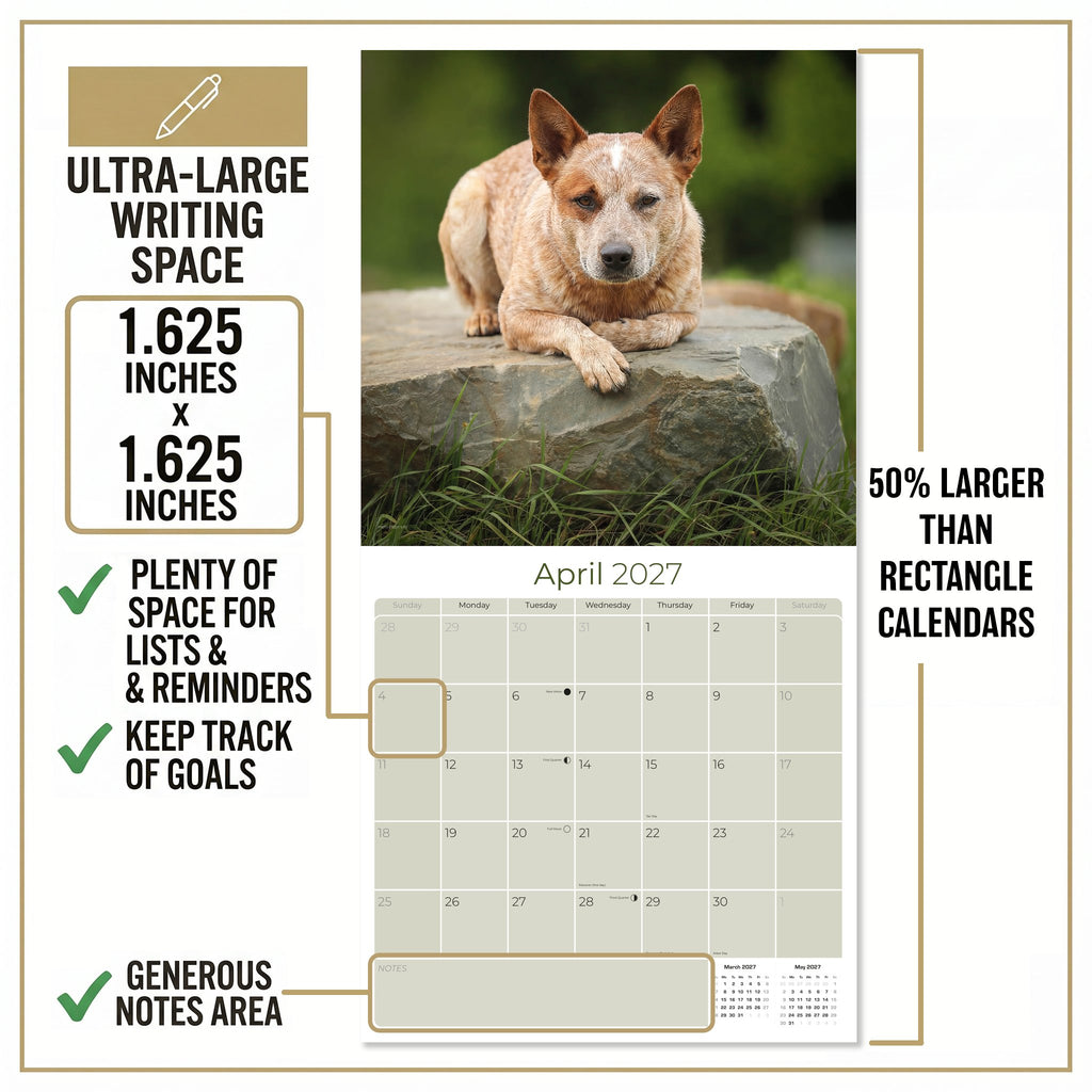 Australian Cattle Dog Wall Calendar 2027 - 12" x 12" 16-Month Intelligent and Resilient Dog Calendar