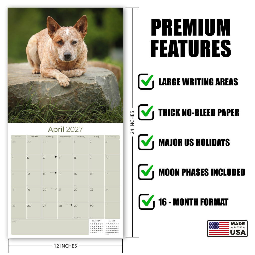 Australian Cattle Dog Wall Calendar 2027 - 12" x 12" 16-Month Intelligent and Resilient Dog Calendar